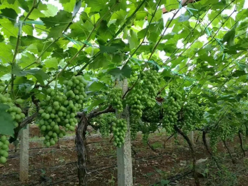 【中量元素水溶肥】厂家直发见效快全国发货欢迎咨询