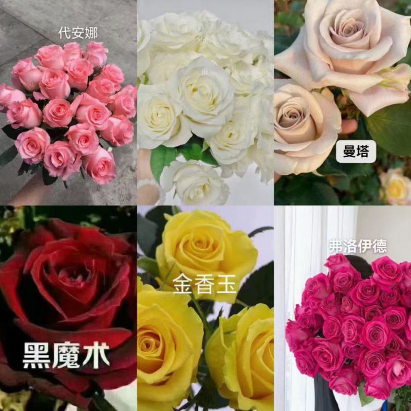 大花多头月季种苗品种多用于园艺工程绿化全国发货