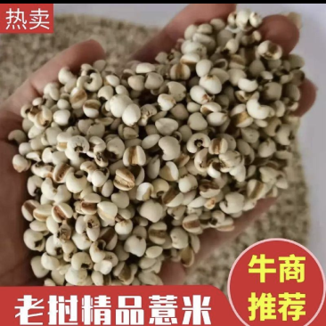 薏米厂家直销老挝薏米纯新货薏仁米薏米仁欢迎进店