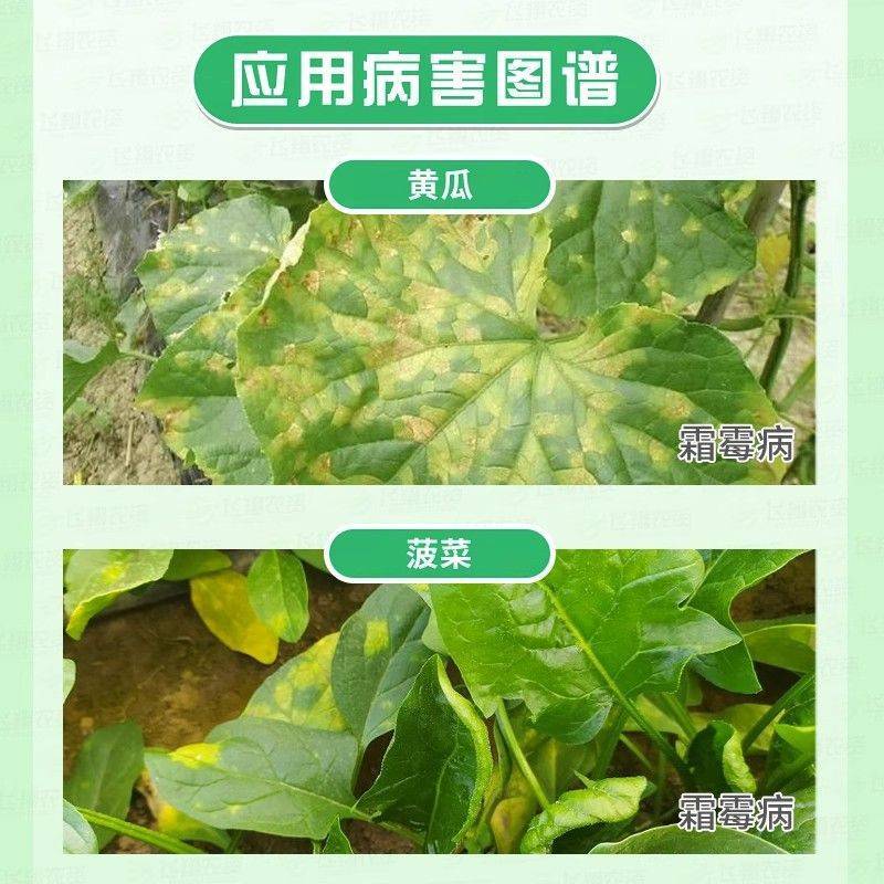 百农思达霜克80%烯酰吗啉蔬菜果树霜霉病晚疫病黑胫杀菌剂