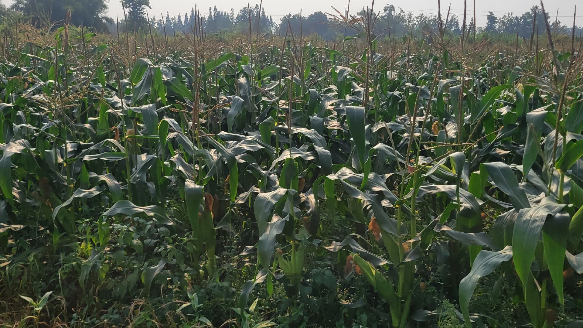 糯玉米田间生长实景图