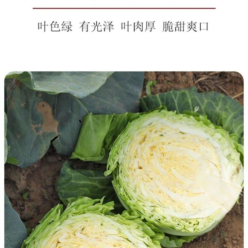 世农591甘蓝种子莲花白包菜卷心菜平顶包菜有机进口扁球抗