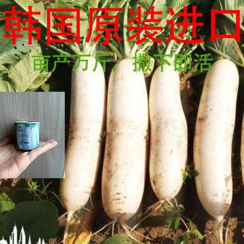 蔬菜种子韩国春白玉萝卜种子白萝卜种子春不老萝卜种子不空心