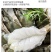 特大黑虎虾超大鲜活冷冻一整箱批发