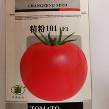 精粉101大粉大番茄种籽大红四季毛粉柿子种子西红柿种菜园