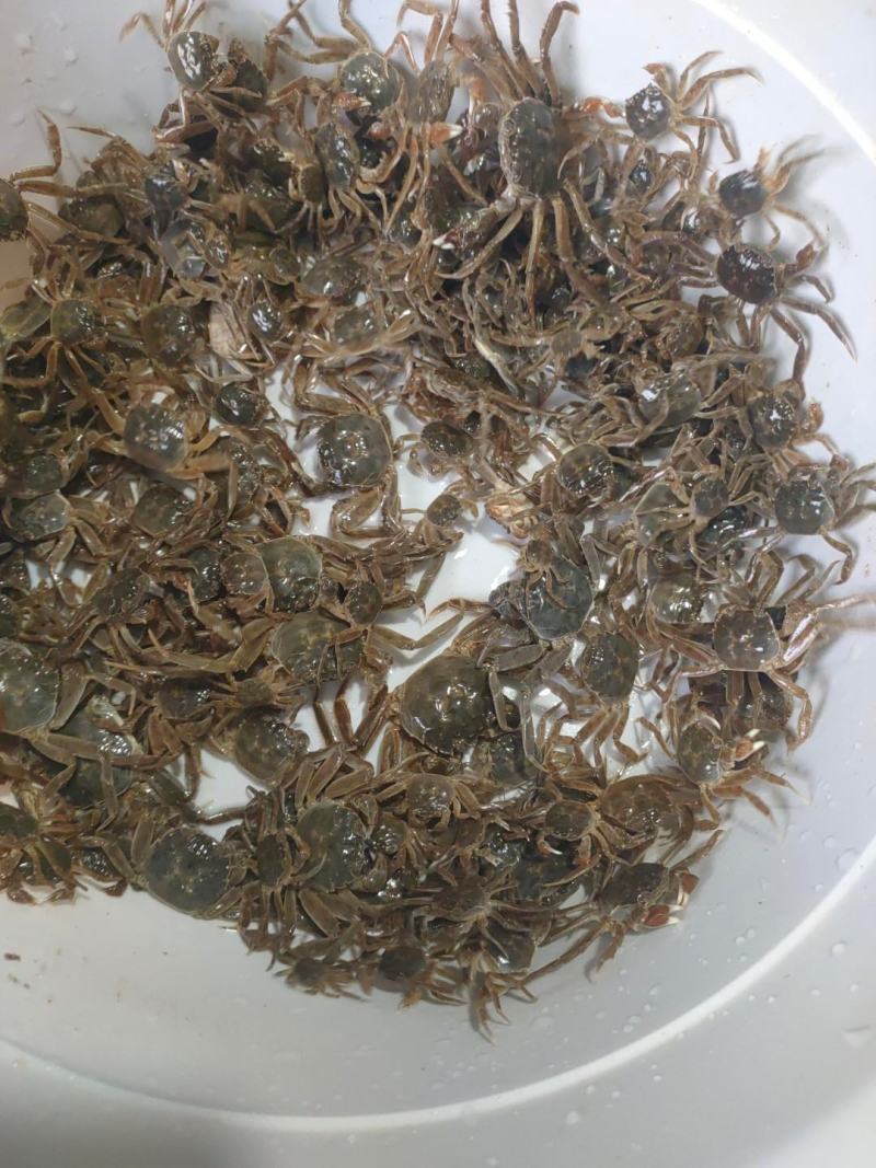 优质大闸蟹苗河蟹苗！