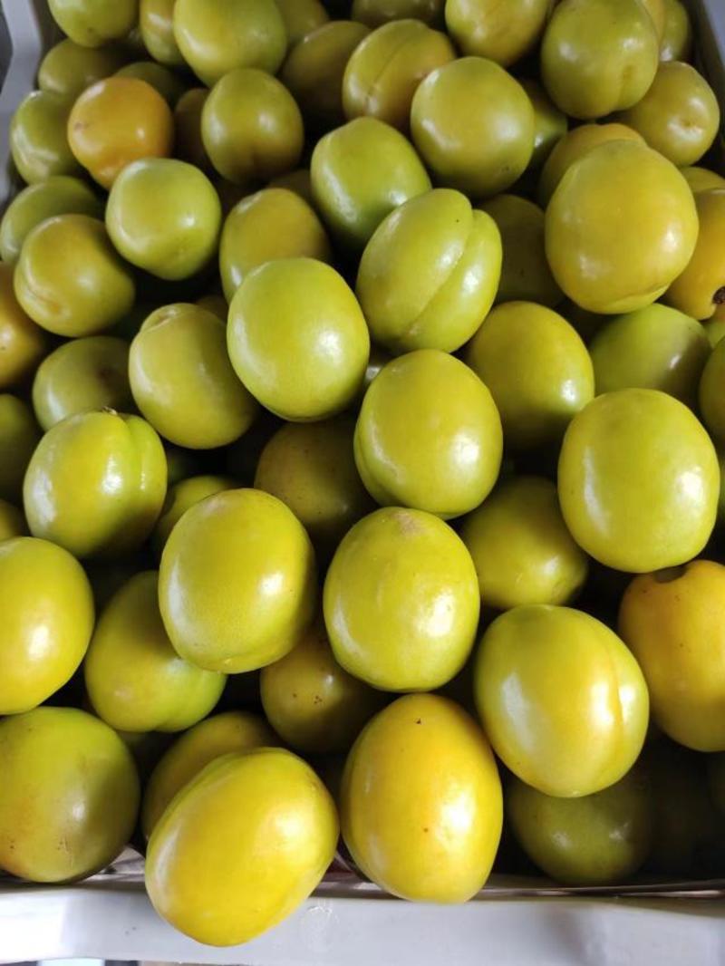 山东精品珍珠油杏大量供货中产地直供全国发货可供商超