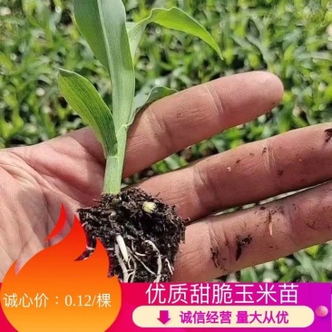 玉米苗,甜玉米苗货源充足稳定,成活率高,提供技术支持