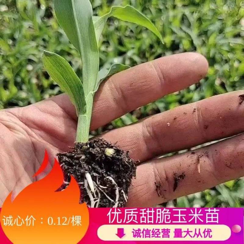 玉米苗，甜玉米苗货源充足稳定，成活率高，提供技术支持