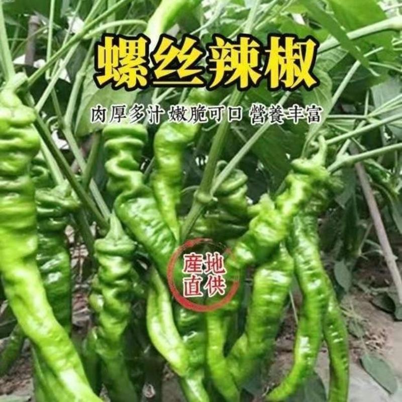 螺丝椒辣椒种子特大巨型春季四季超高产辣椒种籽邹皮椒种子