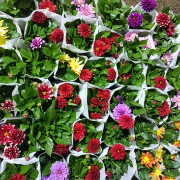 小丽花批发
