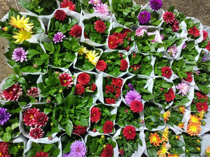小丽花批发