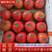 滑县西红柿硬粉西红柿弧二以上全国发货