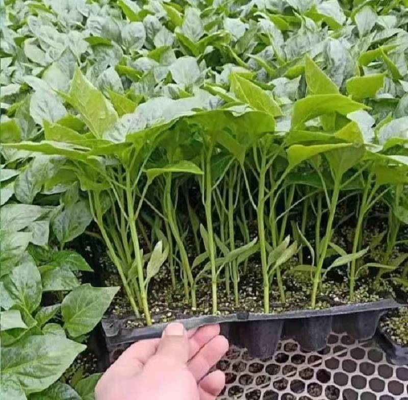 《推荐》精品辣椒苗产地直发量大从优成活率高