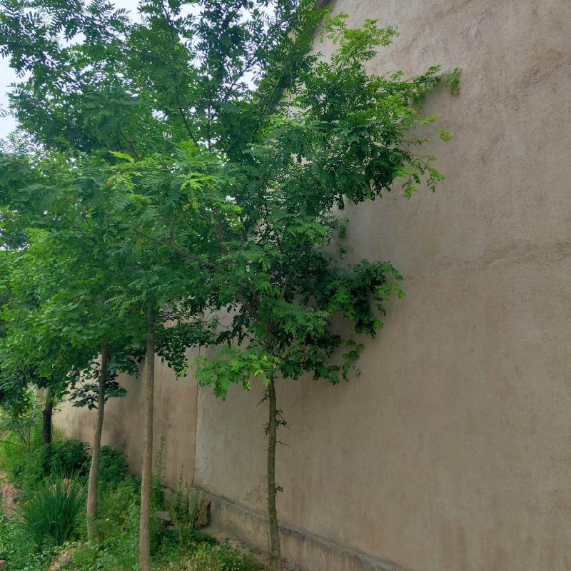 皂看树