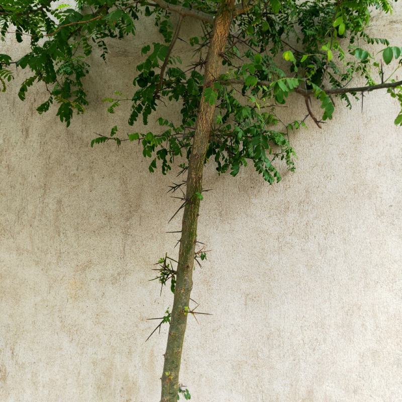 皂看树