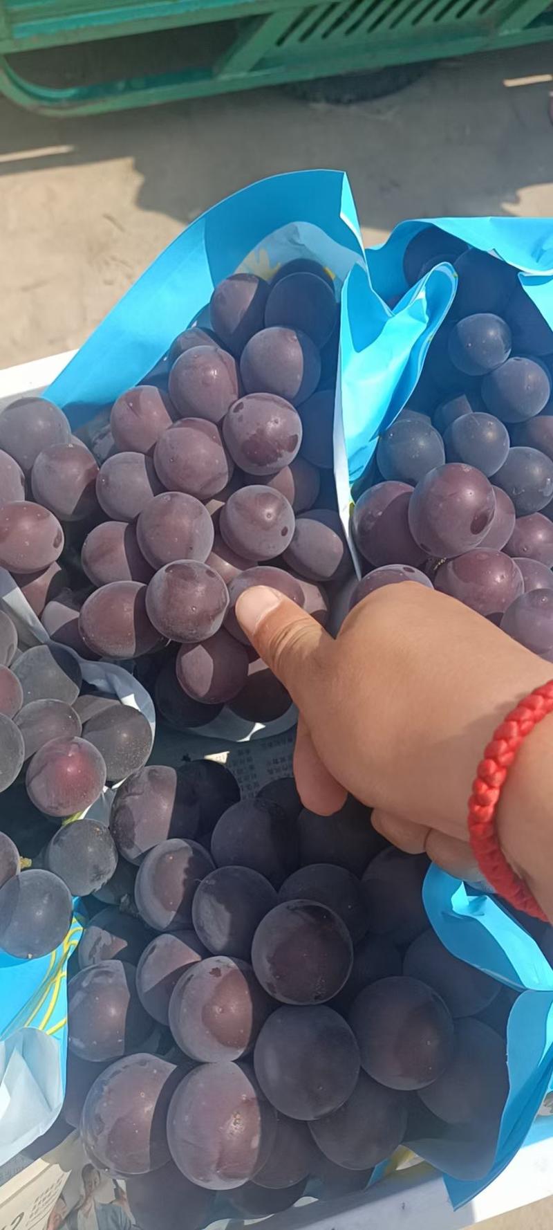 山东精品夏黑葡萄大量上市中，超甜口感，物美价廉