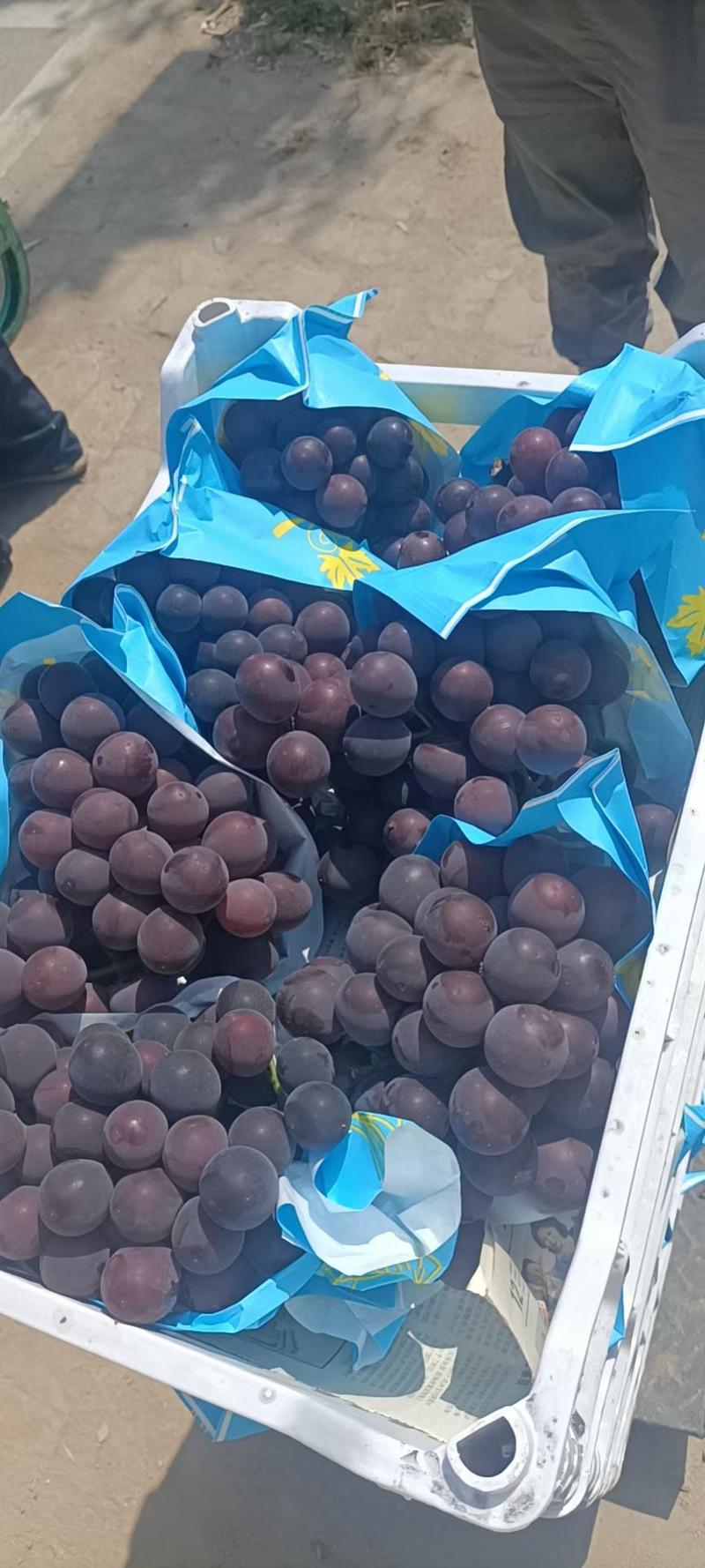 山东精品夏黑葡萄大量上市中，超甜口感，物美价廉