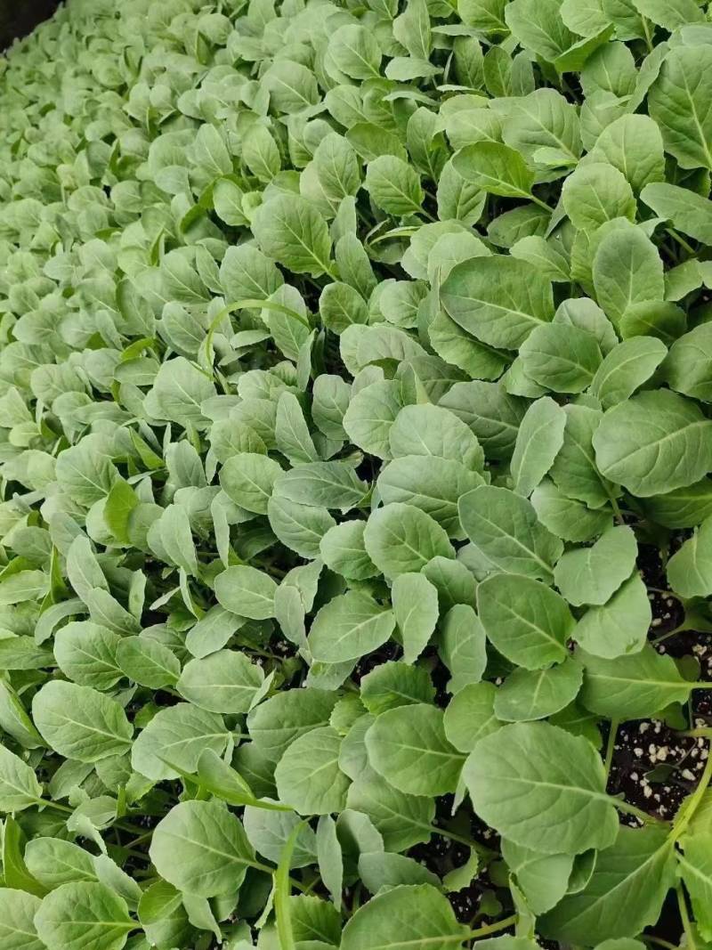 铁头苗松花苗白花苗诚信经营量大从优品质保证