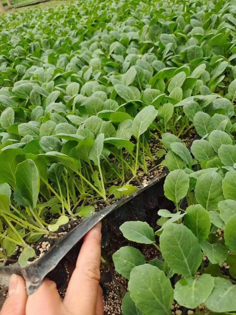 铁头苗松花苗白花苗诚信经营量大从优品质保证