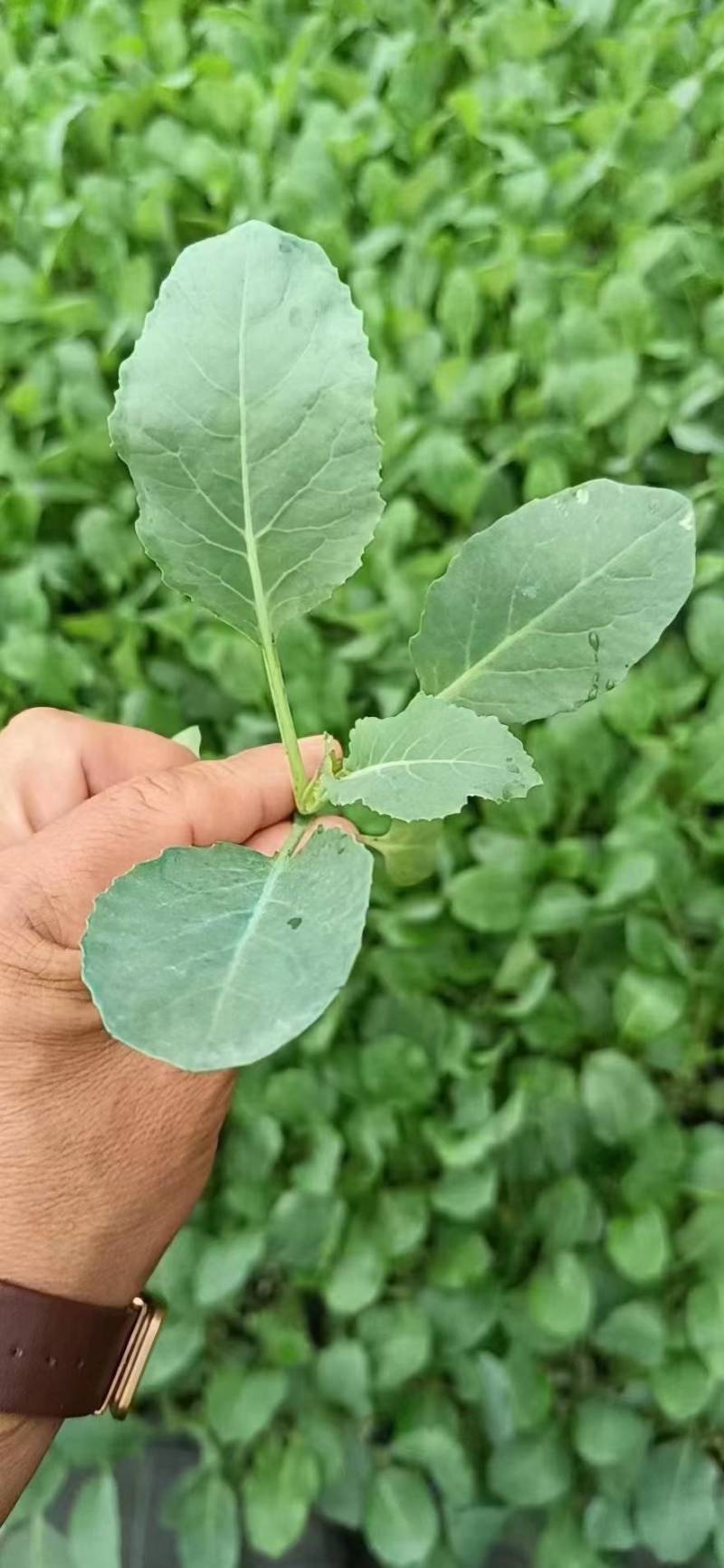 铁头白花苗松花苗规格齐全量大从优全国发货成活
