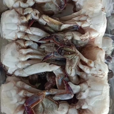 切蟹，价格便宜，品质保证，货源充足，欢迎咨询
