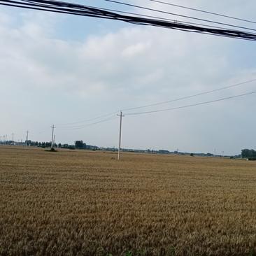 河南百农207小麦产地直销量大从优对接全国欢迎订购