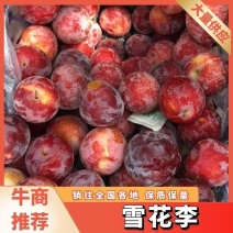 【雪花李】晋州李子大量供应产地现摘现发质量保障欢迎致电