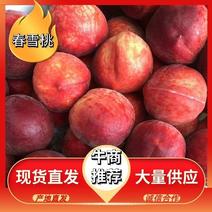 【春雪桃】晋州桃子货源稳定质优价廉诚信经营欢迎洽谈