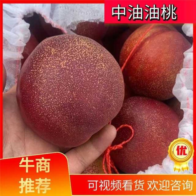油桃，中油四油桃大量上市，产地直销，供应电商.超市大市场