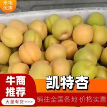 【凯特杏】晋州凯特杏上市中对接全国批发市场可视频
