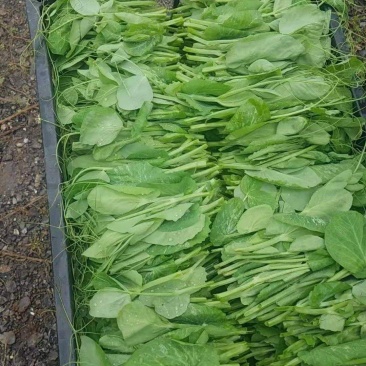 贵州威宁高山豌豆尖