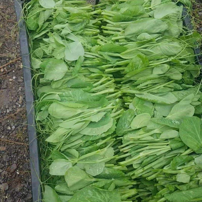 贵州威宁高山豌豆尖