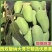 云南西双版纳大青芒金煌芒热带水果一件代发产地直发9斤大果