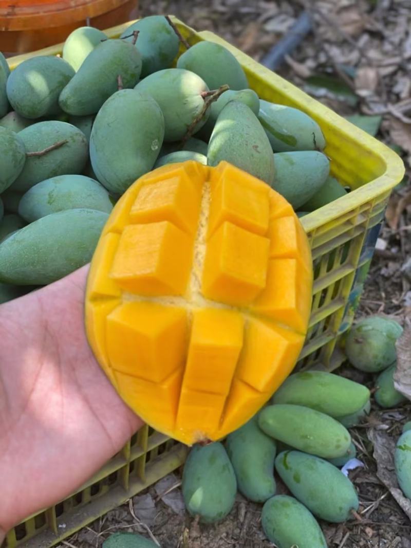 广西金煌芒，产地直发货源充足，价格优惠，欢迎电联采购