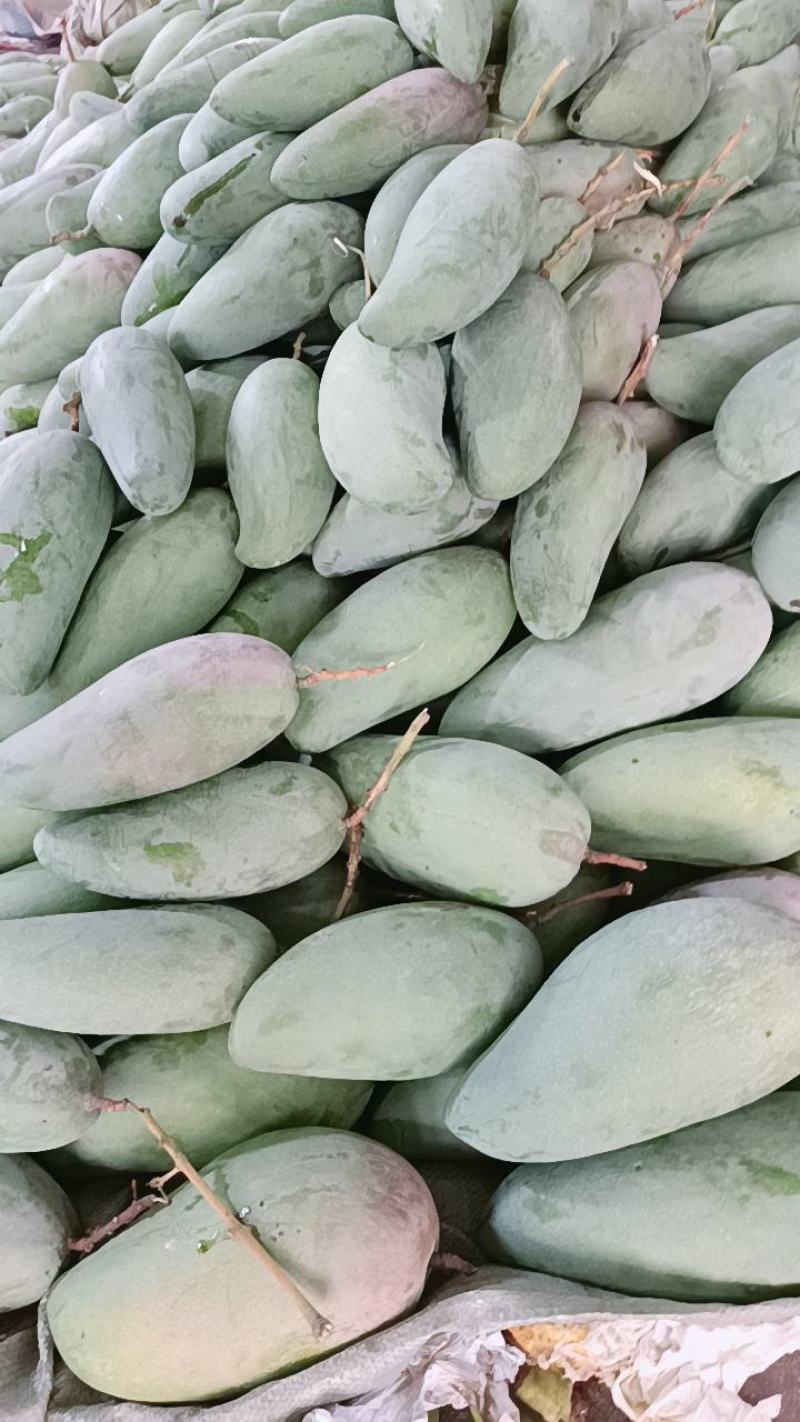 云南西双版纳大青芒金煌芒热带水果一件代发产地直发9斤大果
