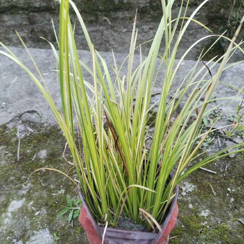 金叶石菖蒲大量出售