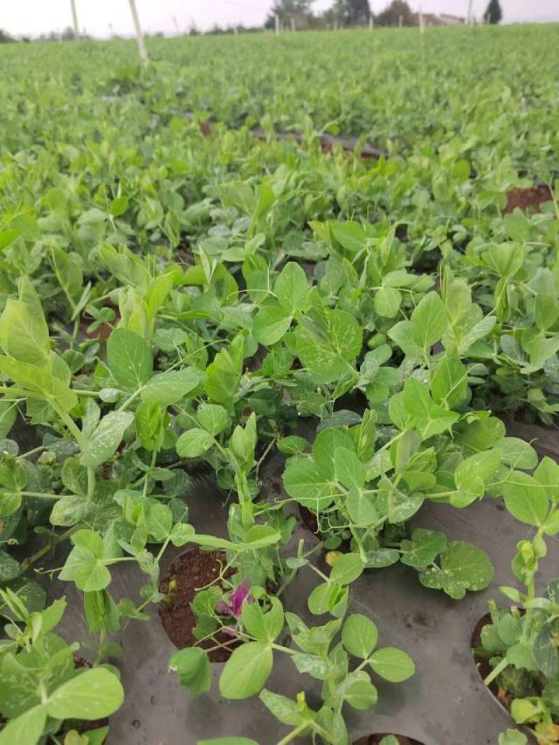 威宁精品豌豆尖，大量上市，需要联系！！！！！