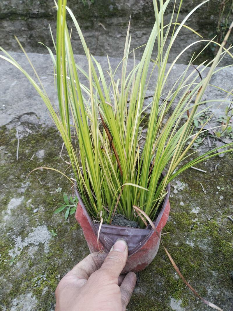 金叶石菖蒲大量出售