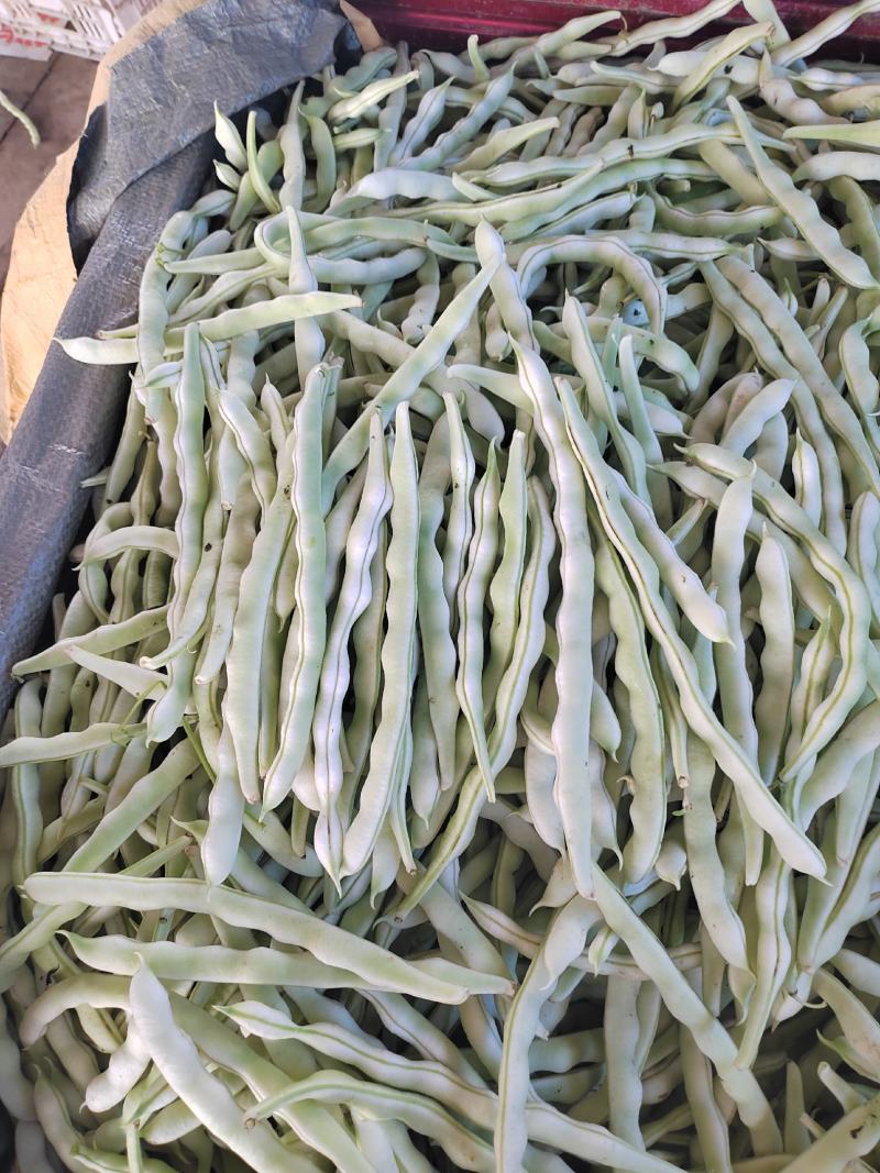 河南白不老白芸豆。产地直发货源充足！欢迎来电订购！