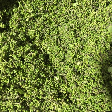 木姜子老果新上市