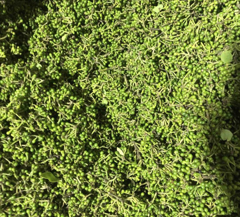 木姜子老果新上市