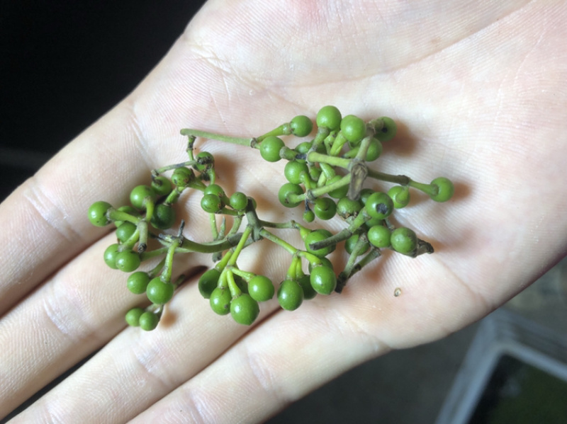 木姜子老果新上市