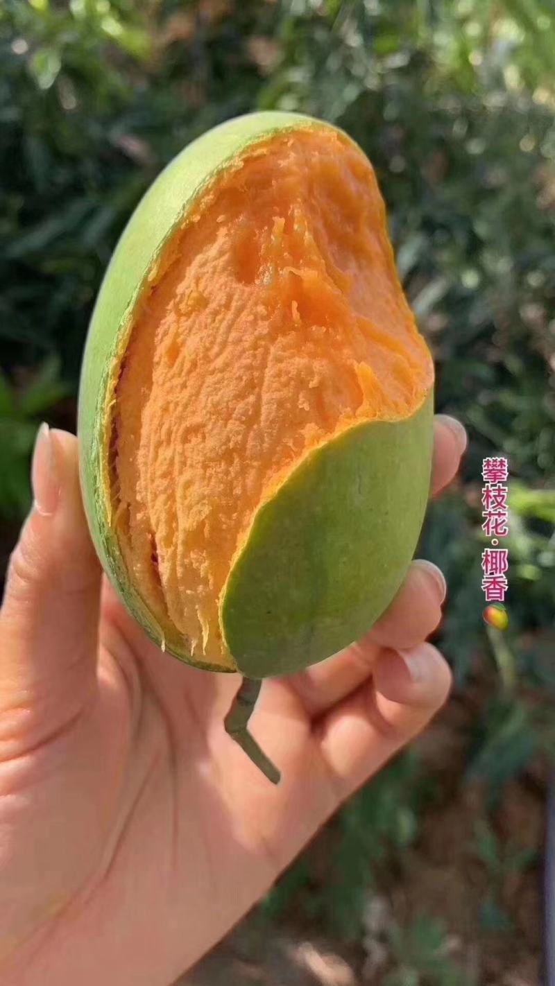 攀枝花耶香芒果