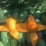 攀枝花耶香芒果