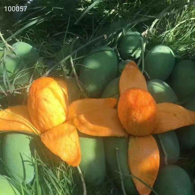 攀枝花耶香芒果