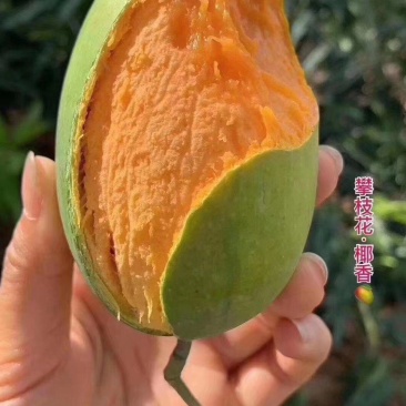 攀枝花耶香芒果