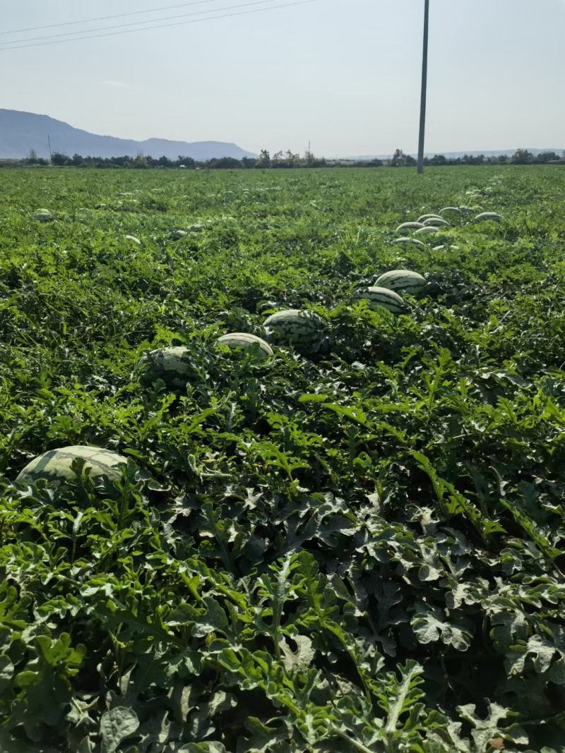 新疆西瓜吐鲁番火焰山西瓜金城五号安农二号产地直发