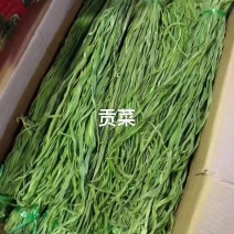 【精品】贡菜质量保证诚信为本对接全国电商商超市场