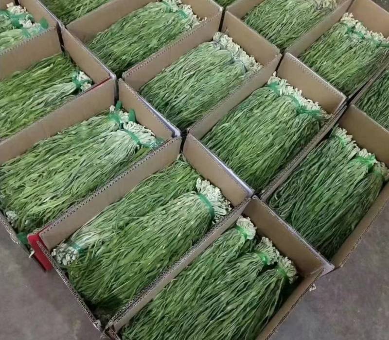 【精品】贡菜质量保证诚信为本对接全国电商商超市场